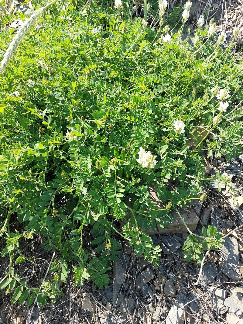 Astragalus marinus photo 5