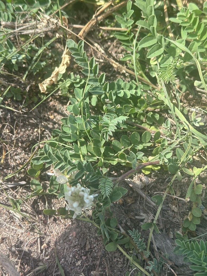 Astragalus marinus photo 6