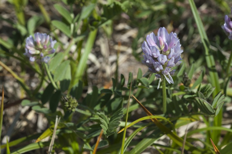 Astragalus marinus photo 7
