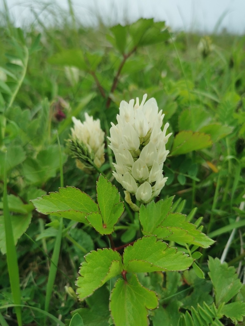 Astragalus marinus photo 8