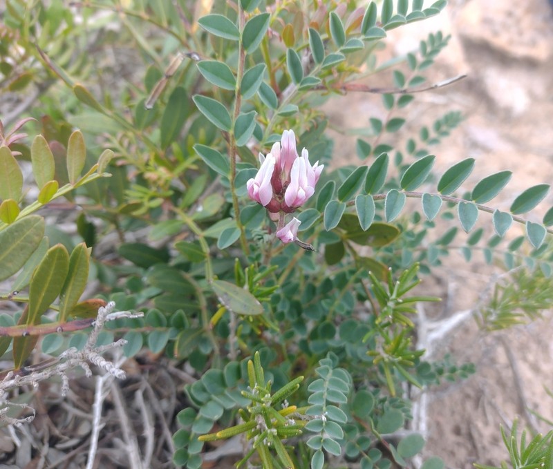 Astragalus maritimus