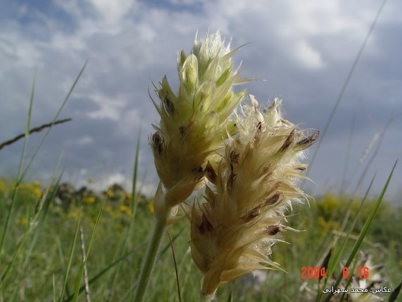 Astragalus marivanensis