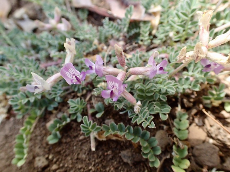Astragalus martinii