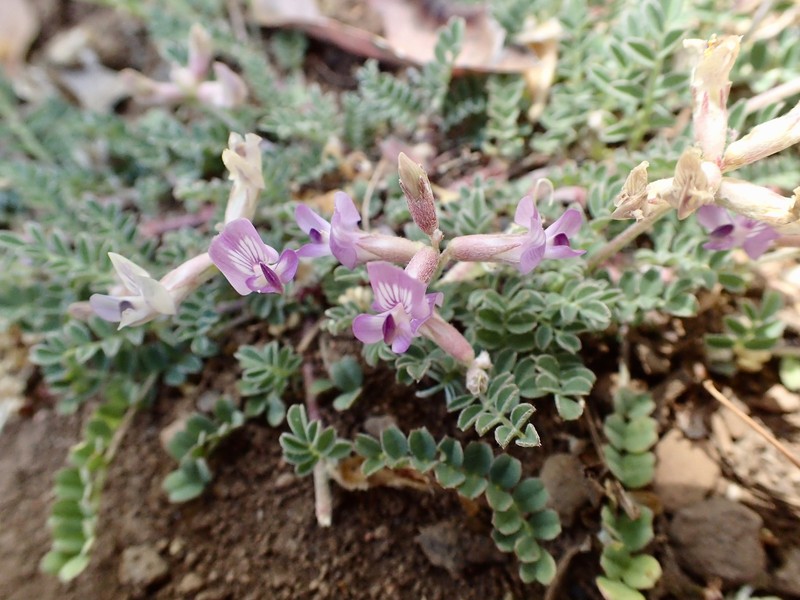 Astragalus martinii photo 2