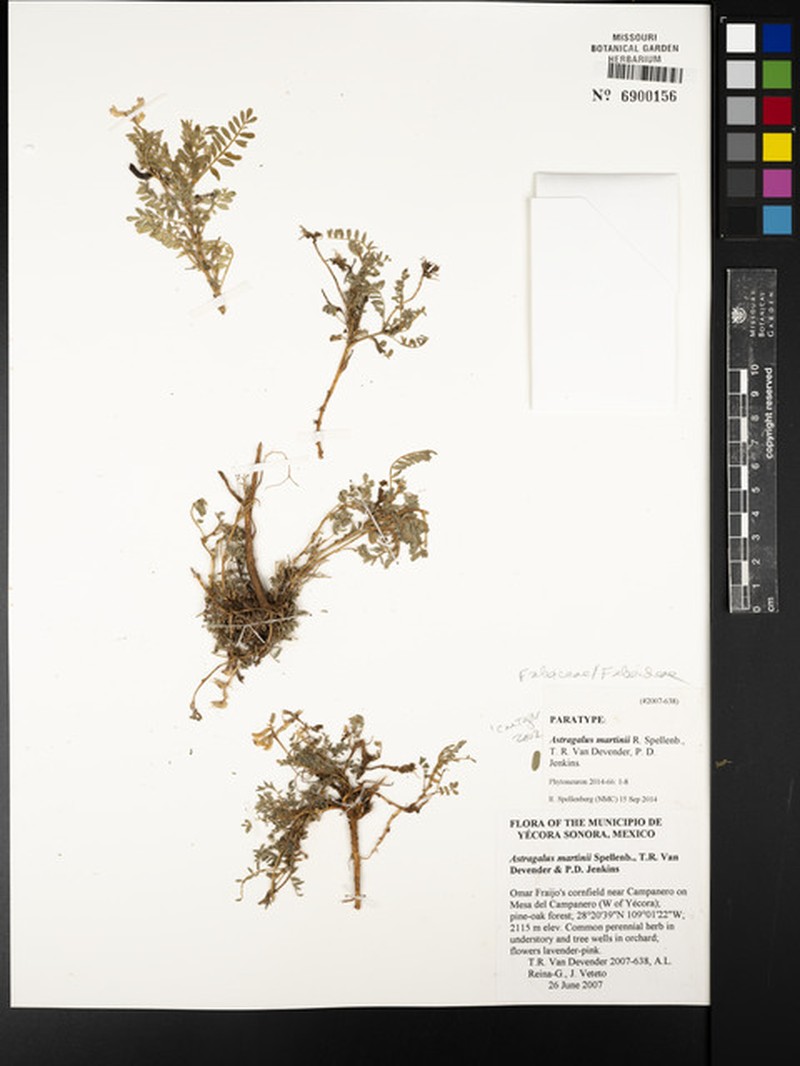 Astragalus martinii photo 3