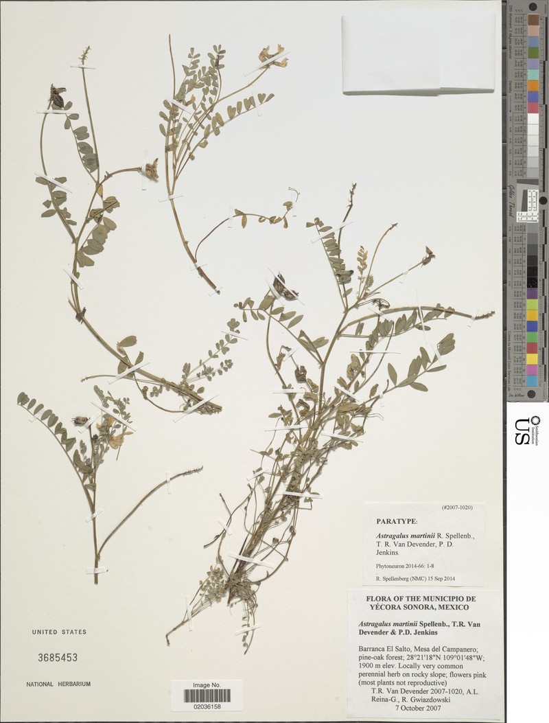 Astragalus martinii photo 4