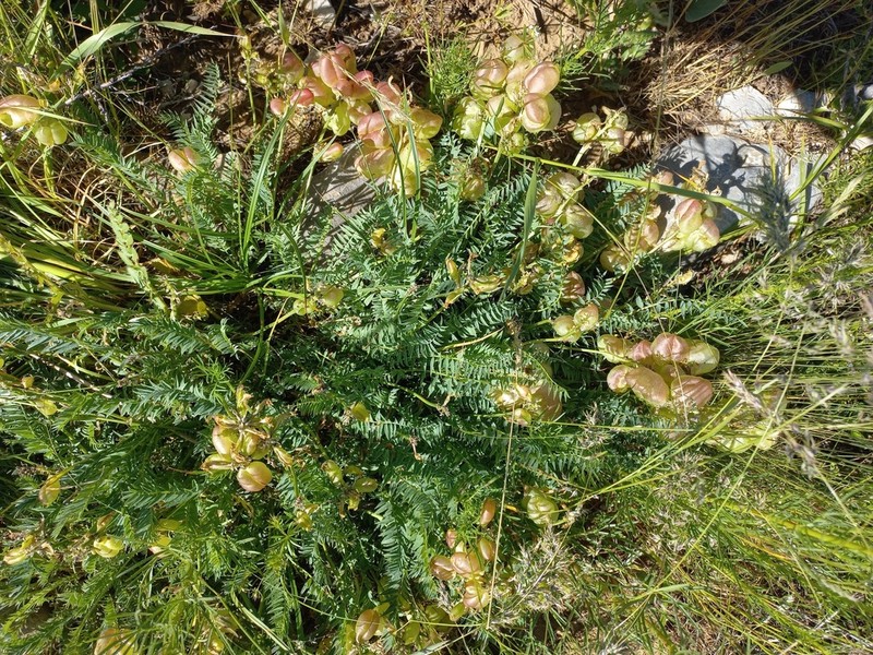 Astragalus masenderanus