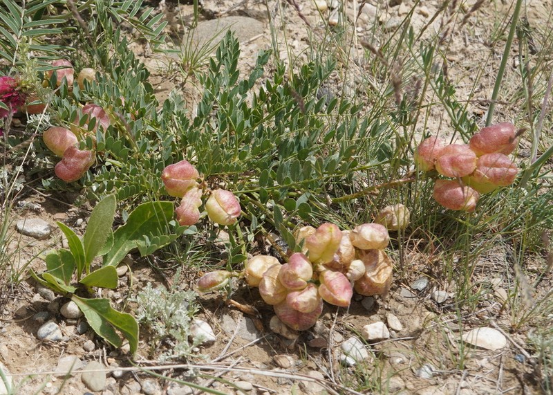 Astragalus masenderanus photo 2