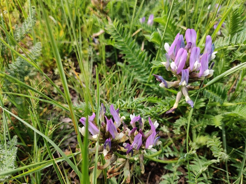 Astragalus masenderanus photo 3