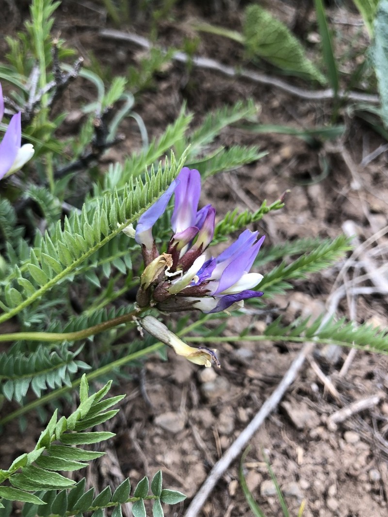 Astragalus masenderanus photo 4