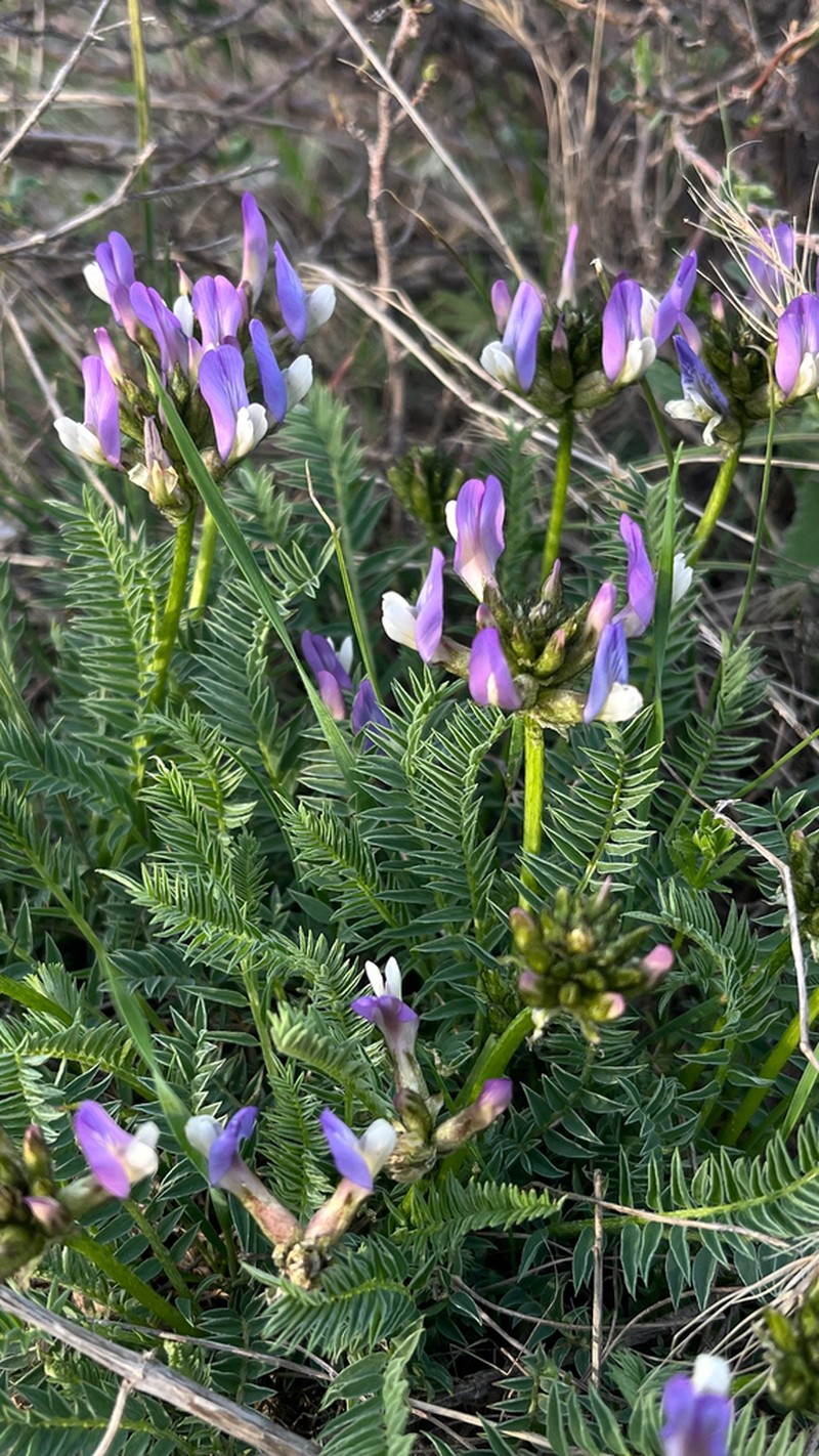 Astragalus masenderanus photo 5