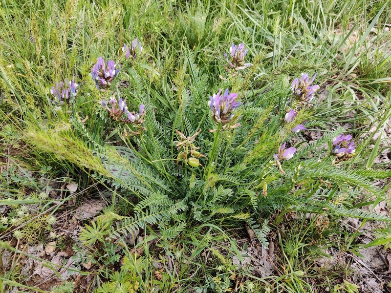 Astragalus masenderanus photo 6