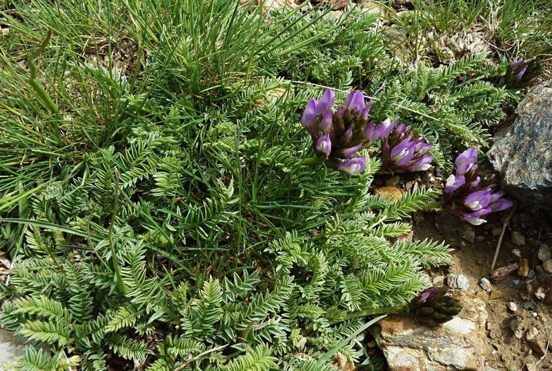 Astragalus masenderanus photo 7