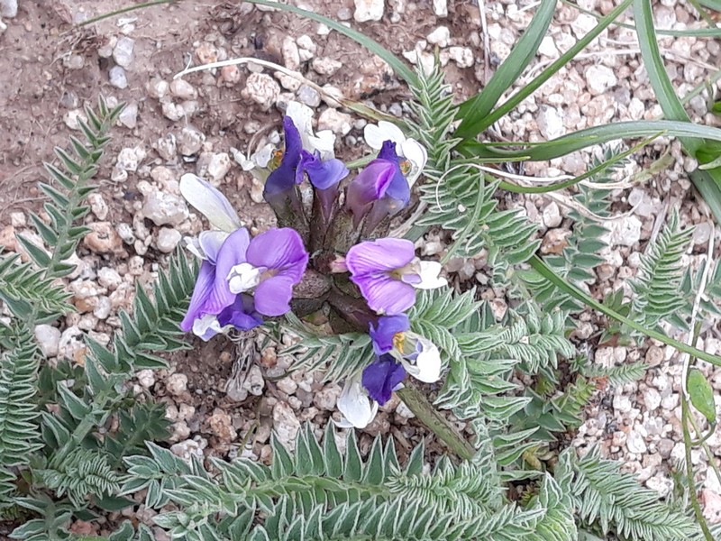 Astragalus masenderanus photo 8