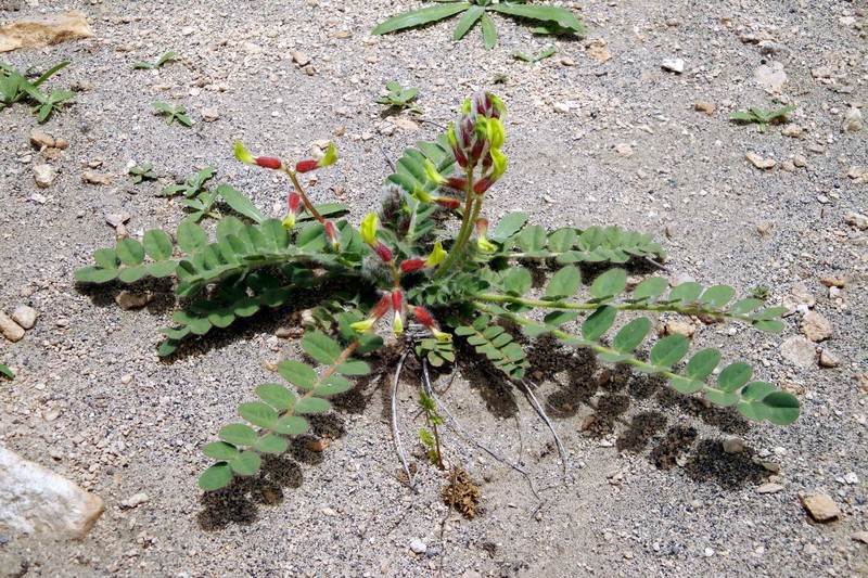 Astragalus massalskyi