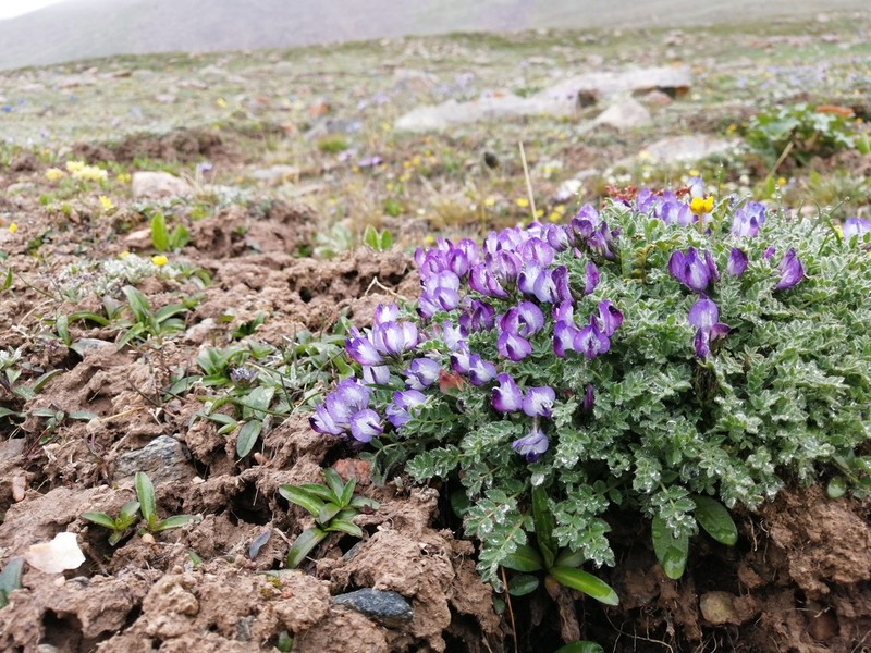 Astragalus mattam