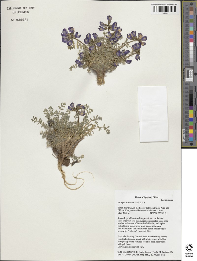 Astragalus mattam photo 2