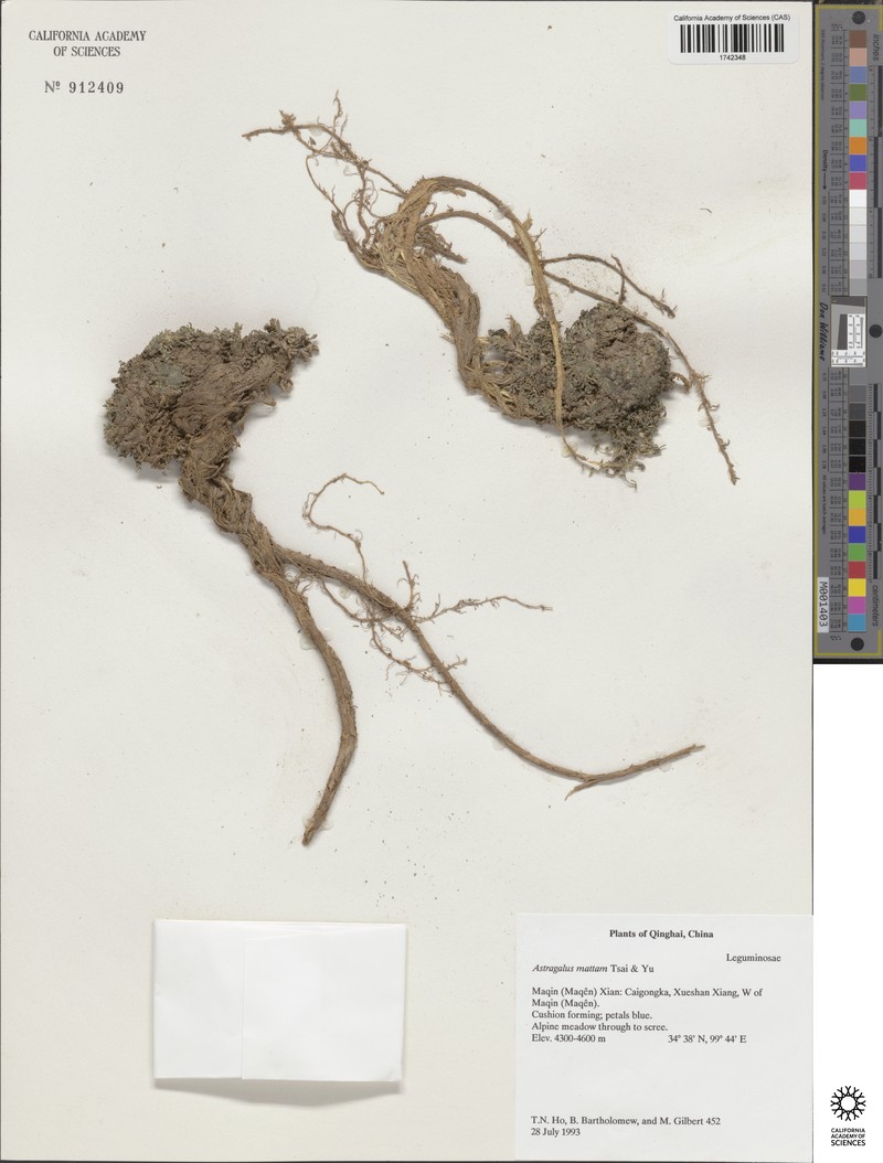 Astragalus mattam photo 3