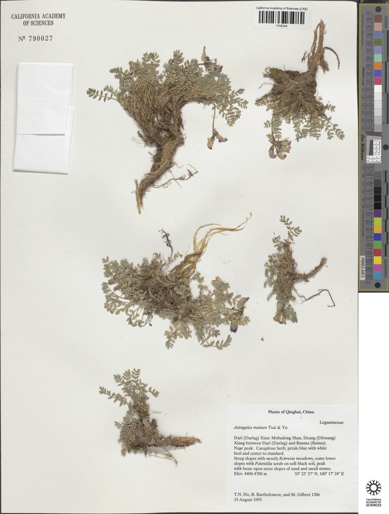 Astragalus mattam photo 4