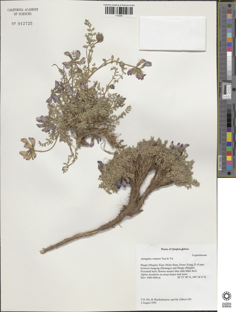 Astragalus mattam photo 5