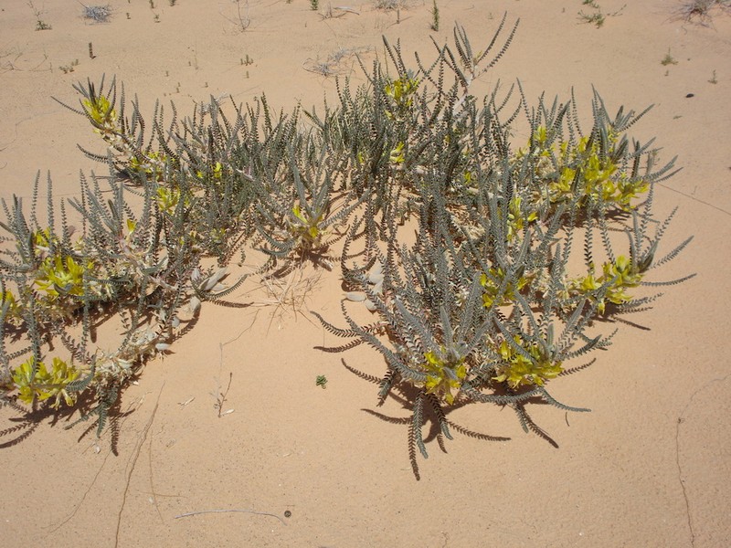 Astragalus maurorum