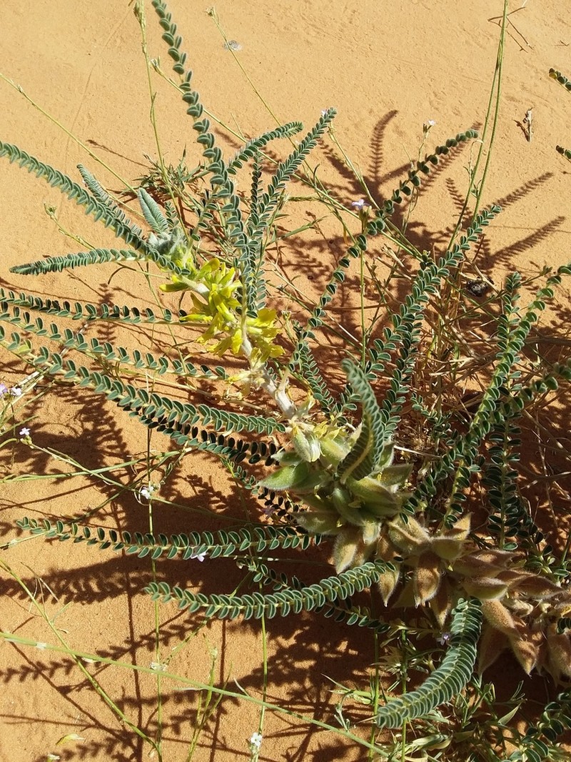 Astragalus maurorum photo 2