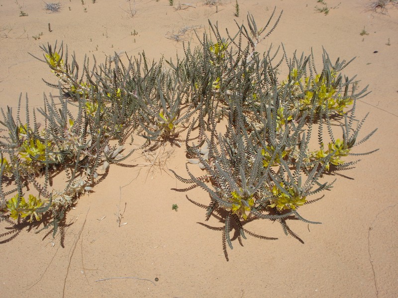 Astragalus maurorum photo 4