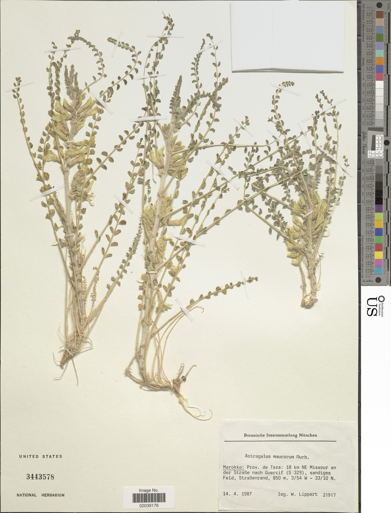 Astragalus maurorum photo 5
