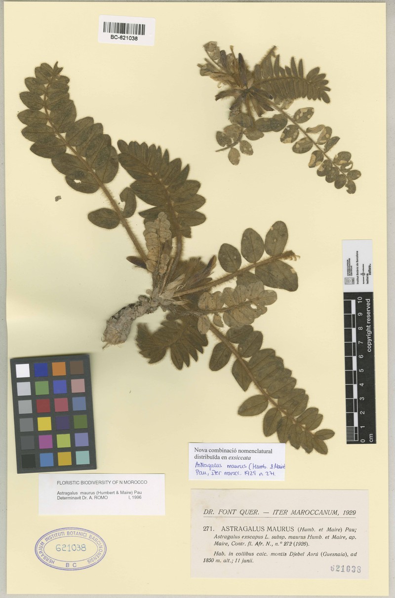 Astragalus maurus