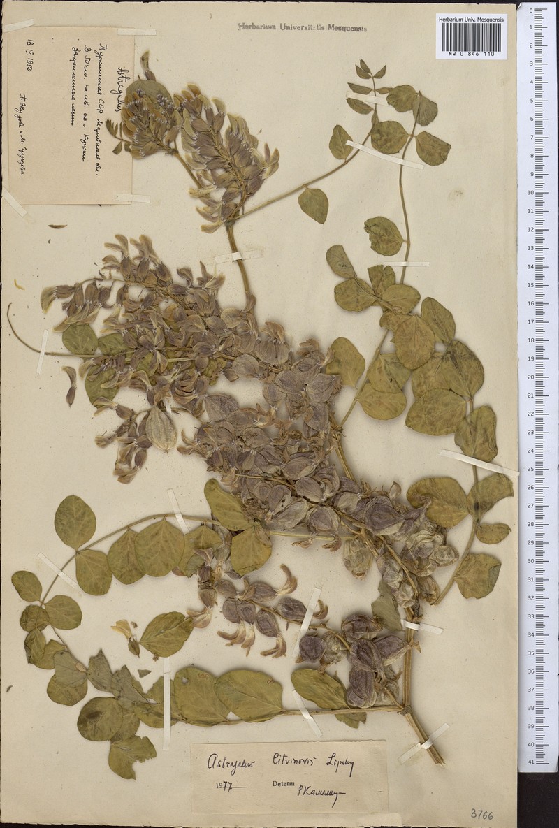Astragalus maximowiczii