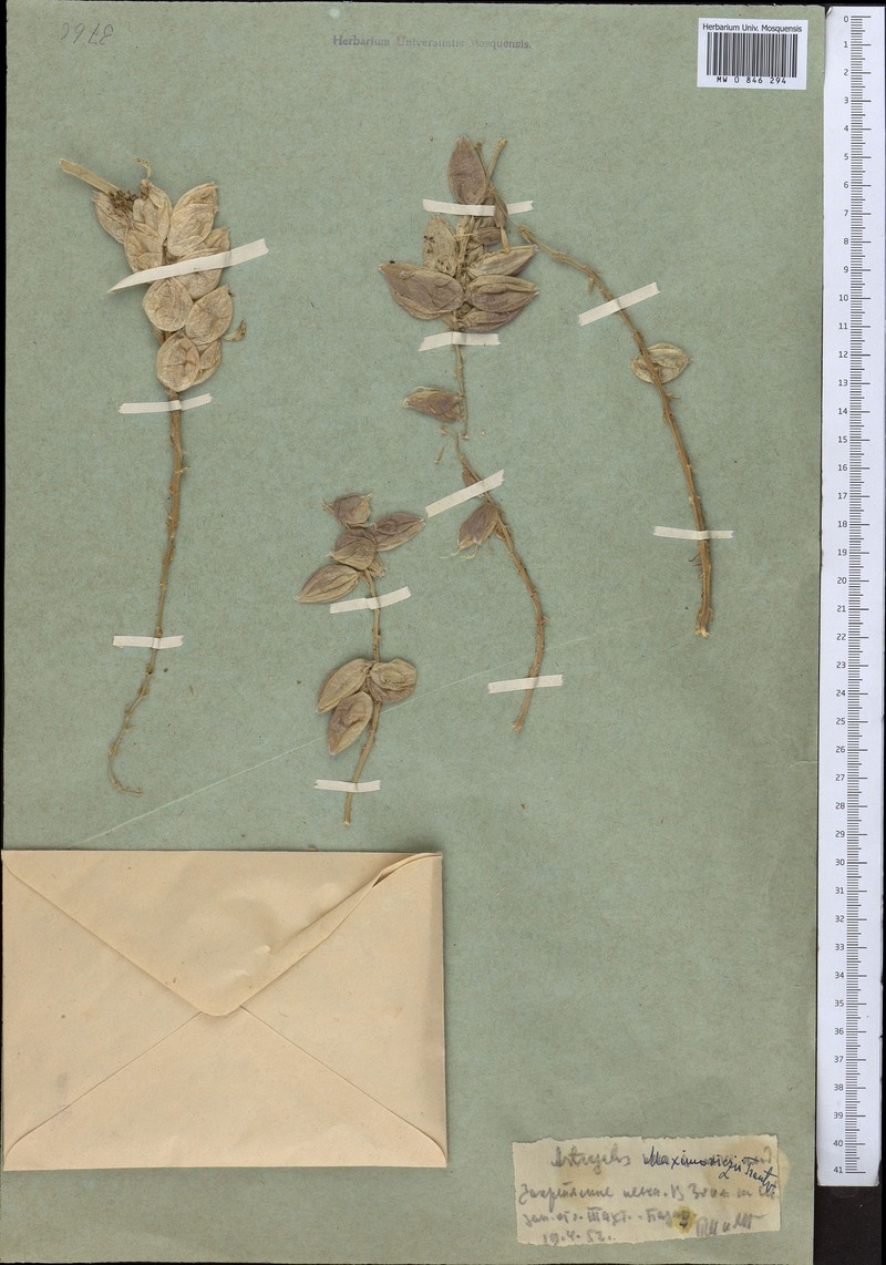 Astragalus maximowiczii photo 2