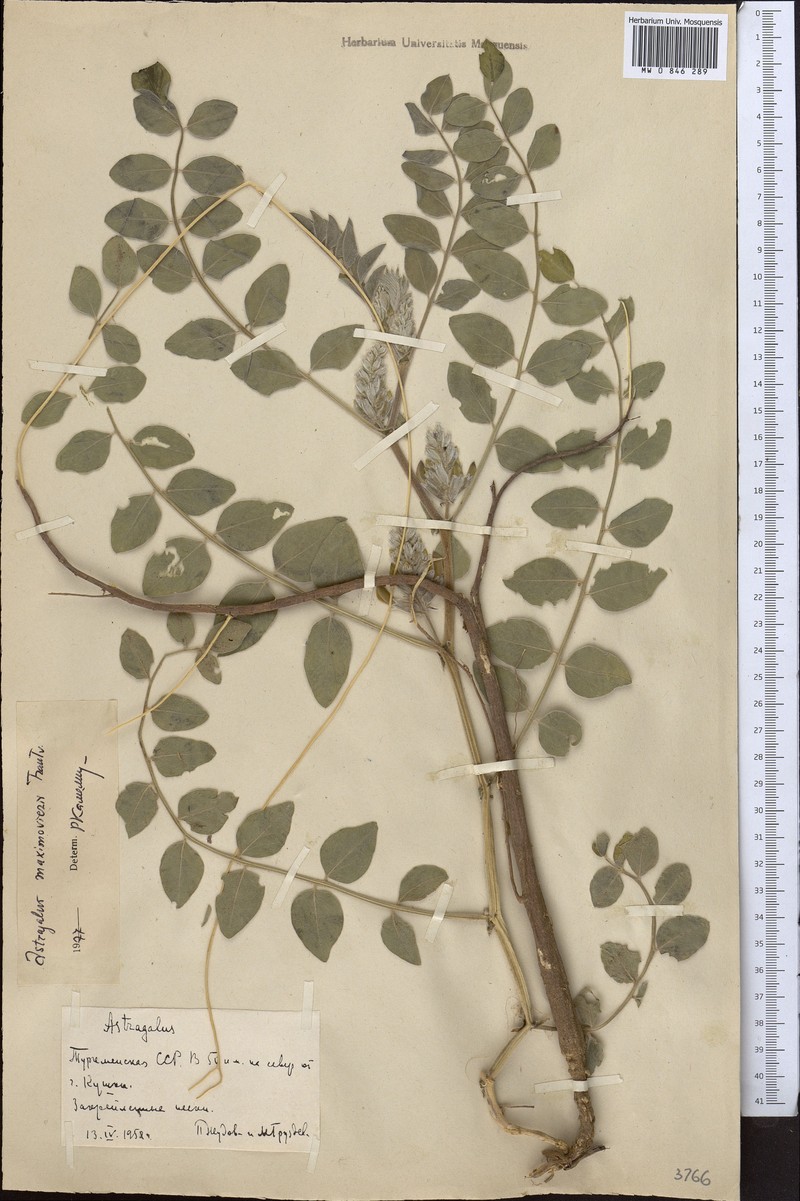 Astragalus maximowiczii photo 3