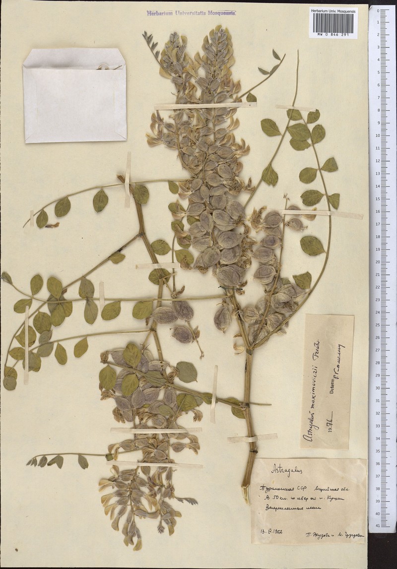 Astragalus maximowiczii photo 4