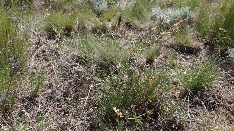 Astragalus medius photo 2