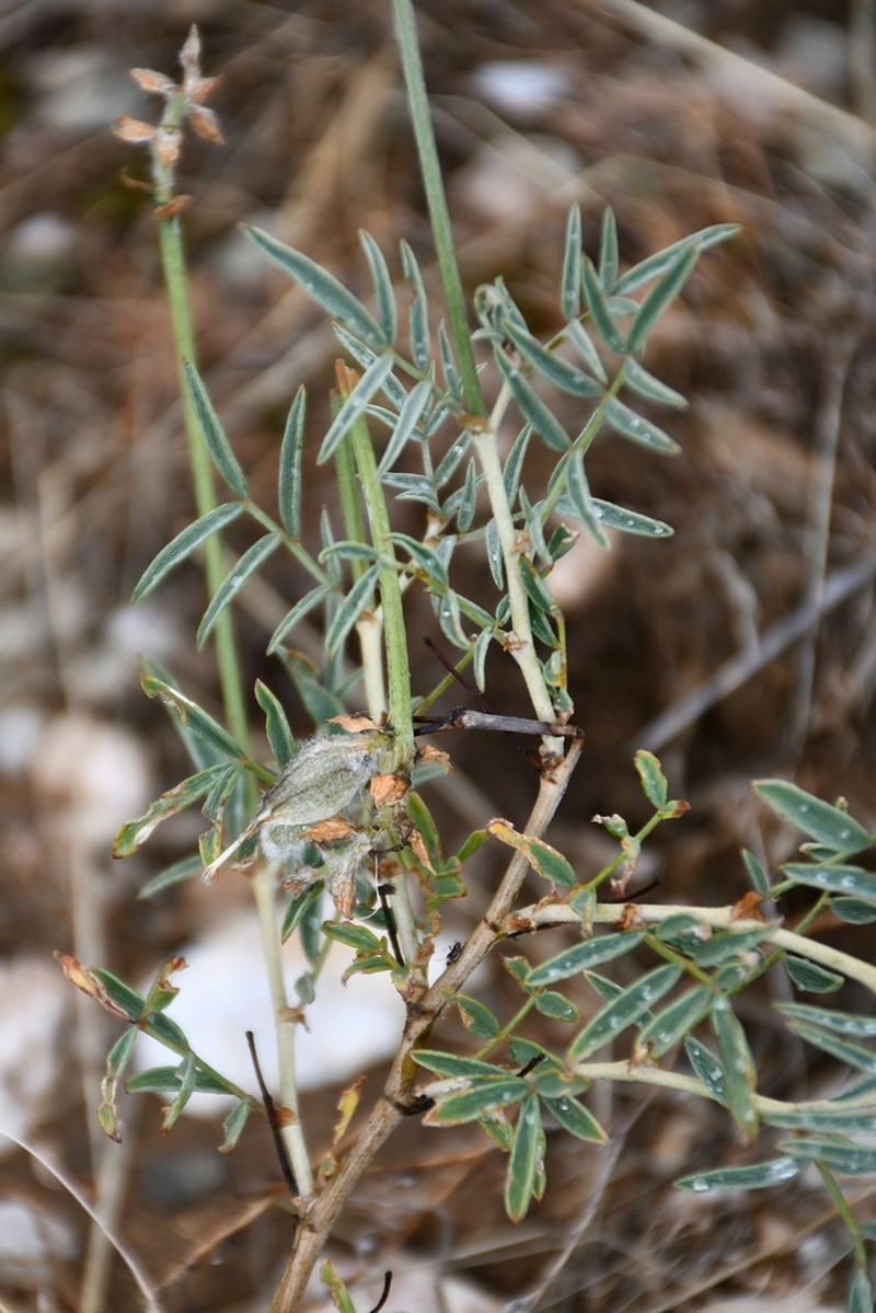 Astragalus medius photo 3