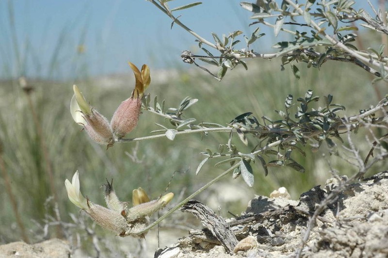 Astragalus medius photo 4