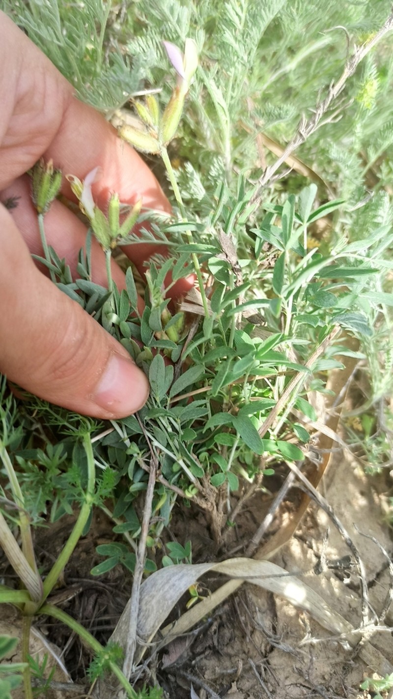 Astragalus medius photo 5