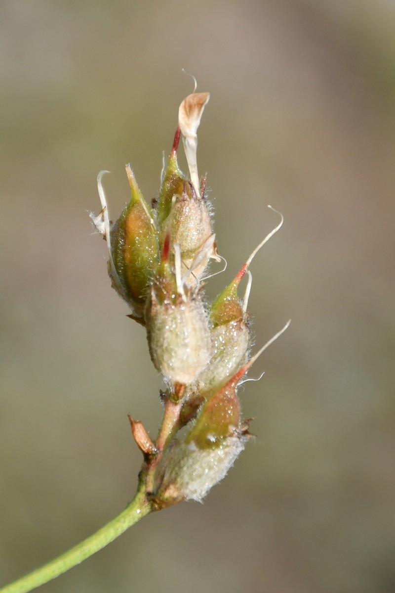 Astragalus medius photo 6