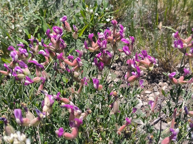Astragalus medius photo 7