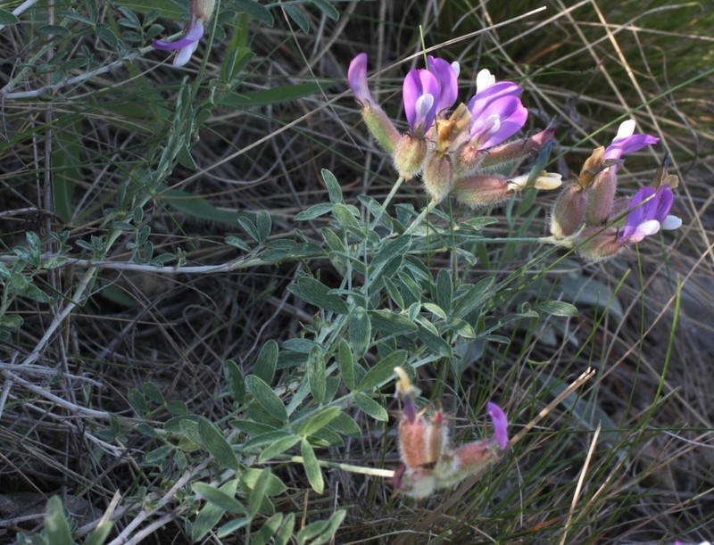 Astragalus medius