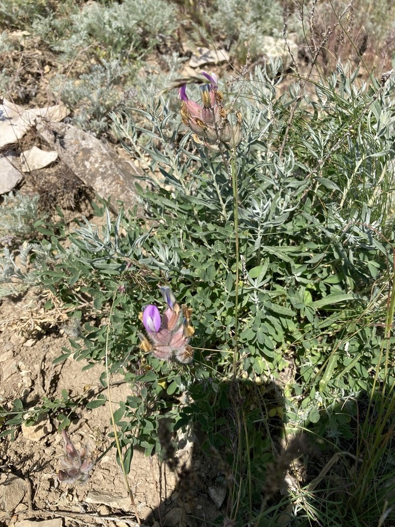 Astragalus medius photo 8