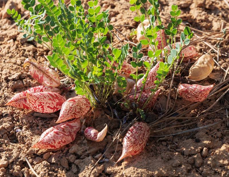 Great Bladdery Milkvetch