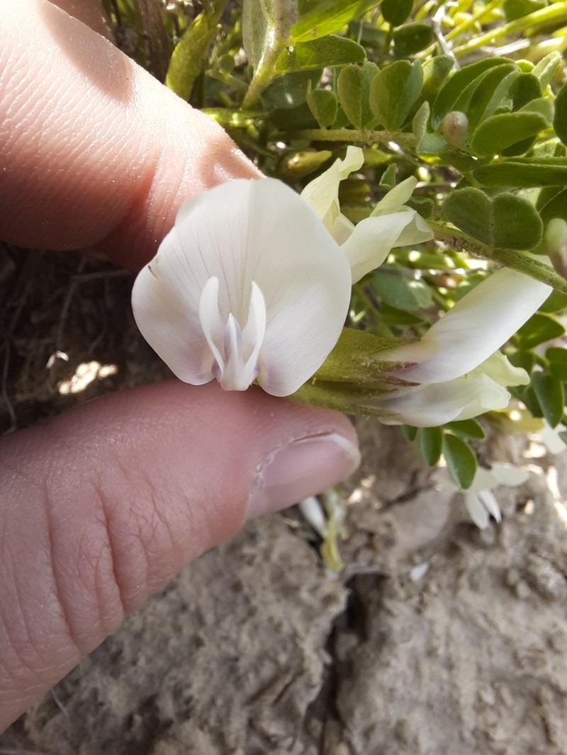 Great Bladdery Milkvetch photo 2