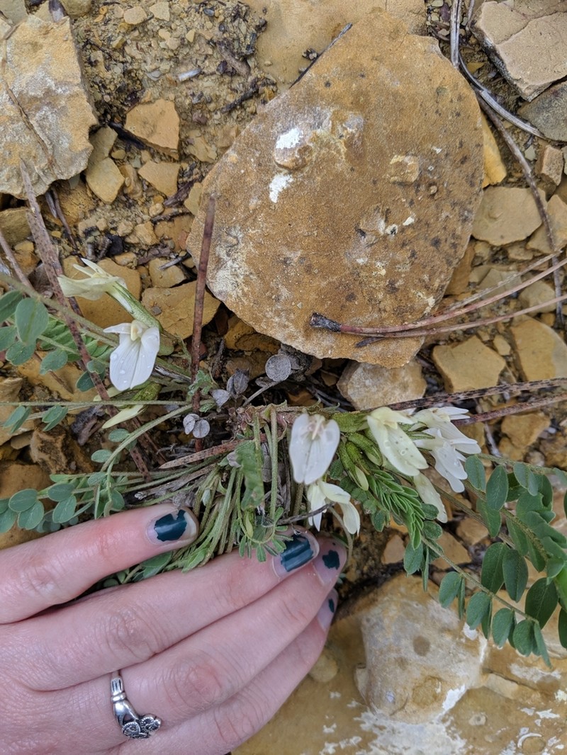 Great Bladdery Milkvetch photo 3