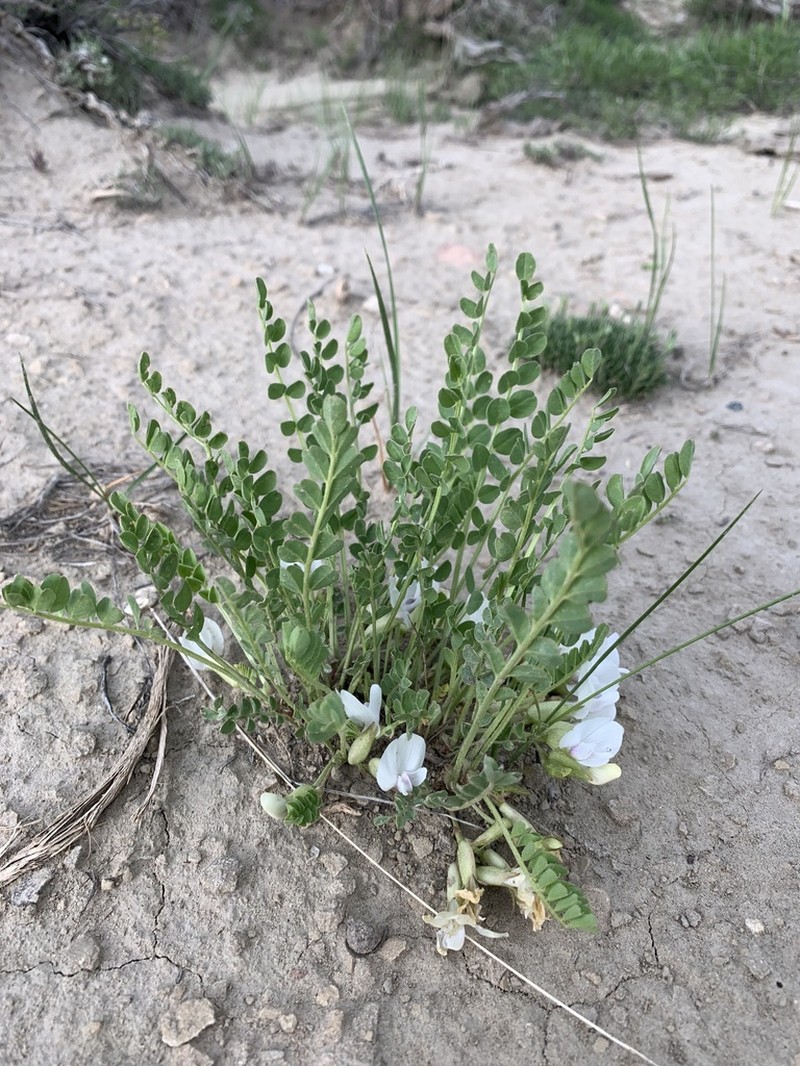 Great Bladdery Milkvetch photo 4