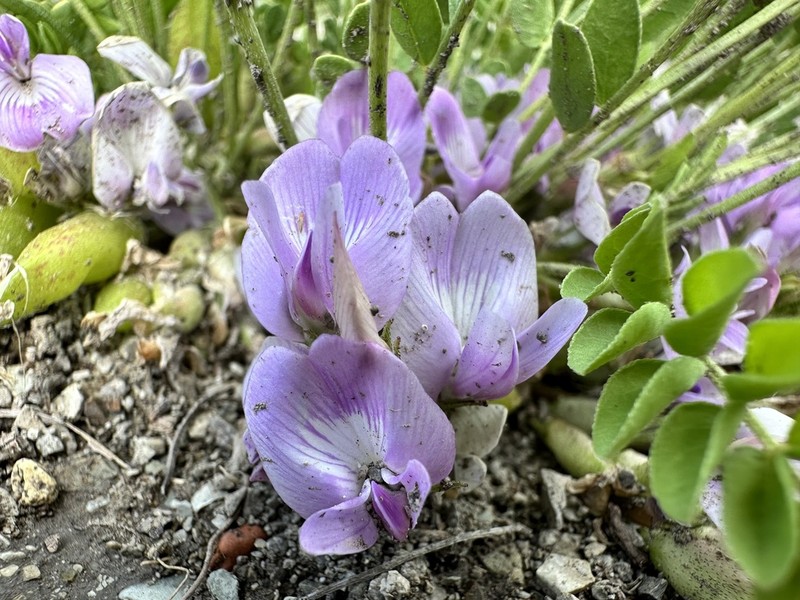 Great Bladdery Milkvetch photo 5
