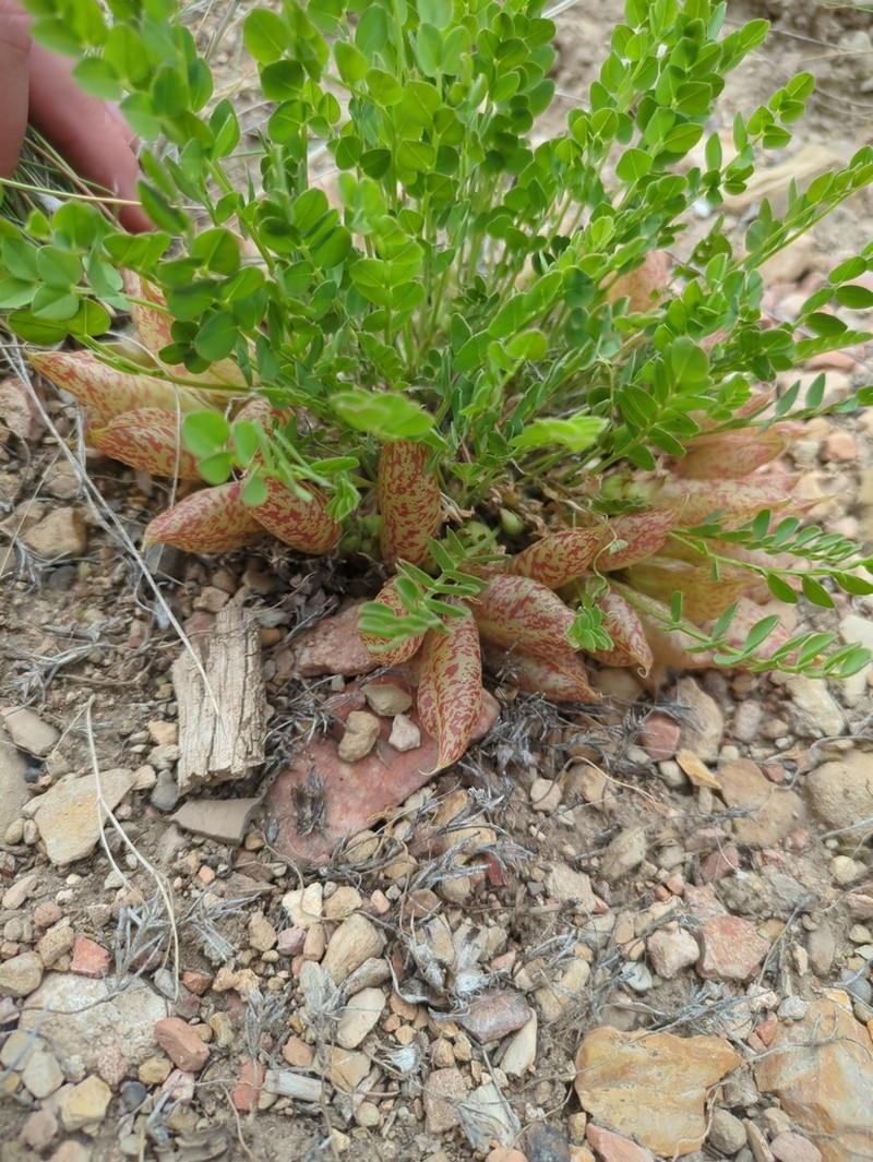 Great Bladdery Milkvetch photo 6