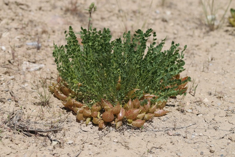 Great Bladdery Milkvetch photo 7