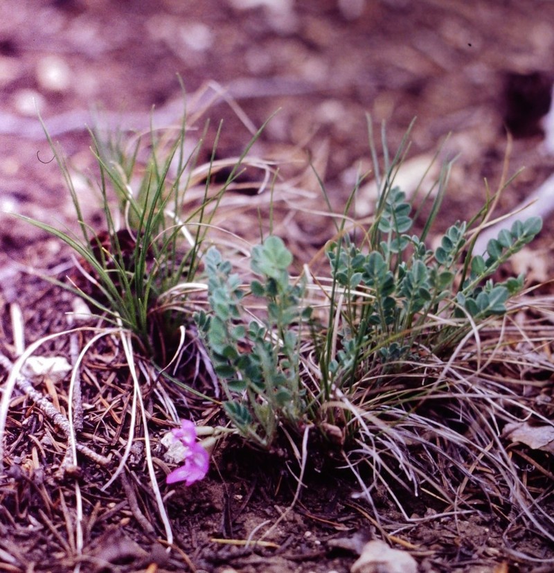 Great Bladdery Milkvetch photo 8