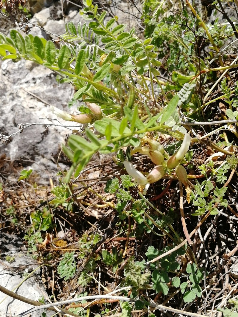 Astragalus megalanthus photo 2